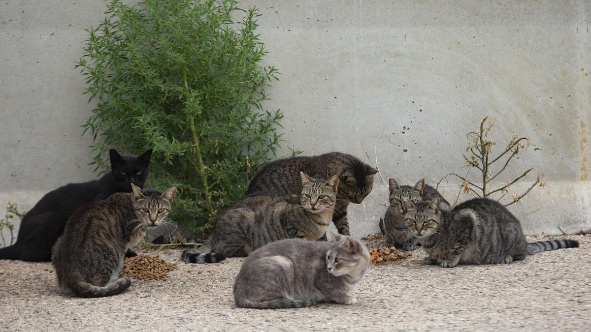 Colonia de gatos abandonados en Sagunt