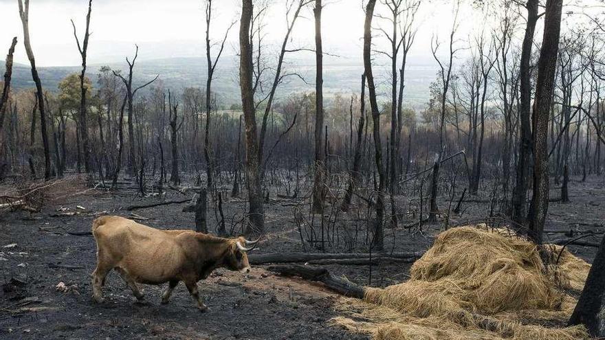 Zona quemada tras uno de los fuegos en Ourense en la ola de incendios de octubre.