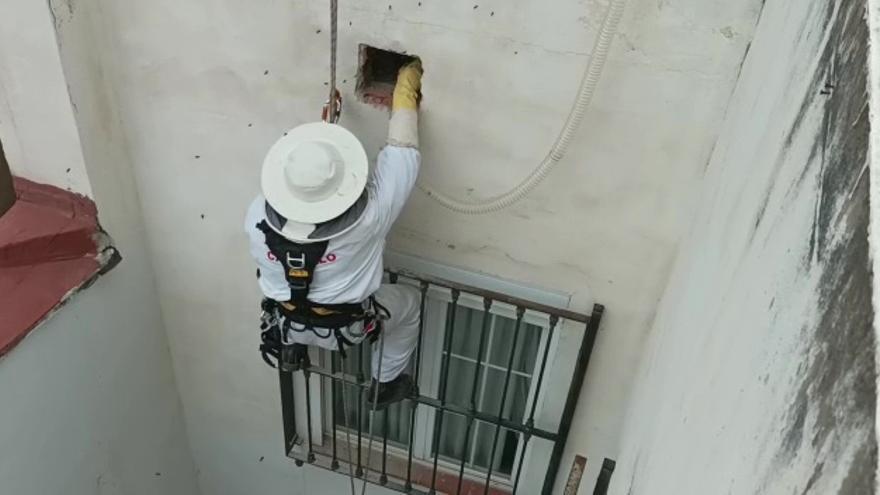 Un enjambre de abejas toma una finca en Castelló