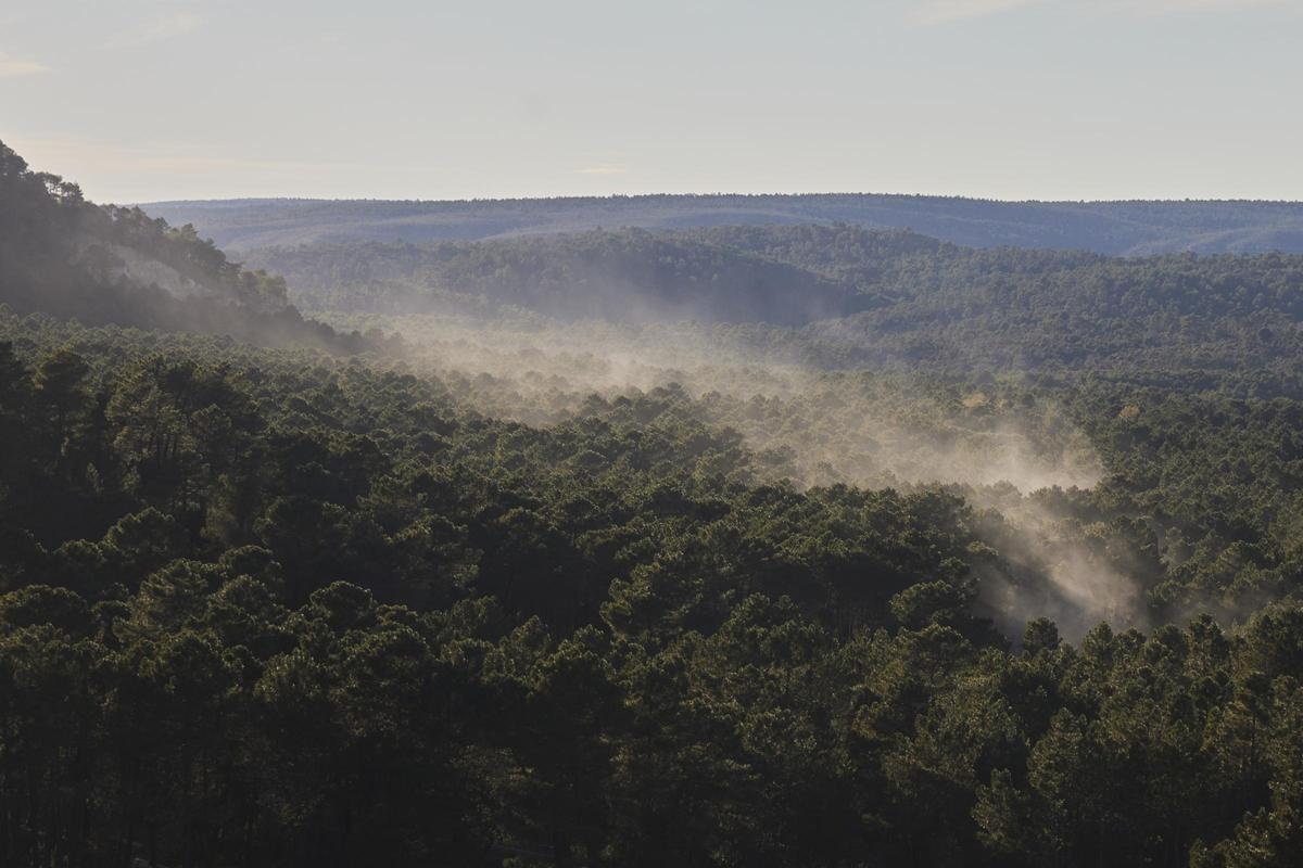 Arguisuelas çam ormanlarının maden kamyonlarının bıraktığı tozla birlikte görünümü.