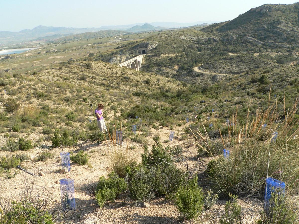 Una zona de espartal entre Agost y Petrer