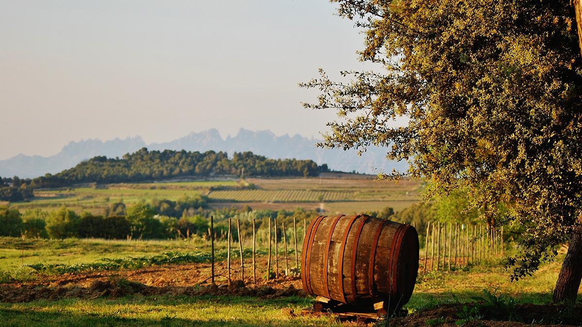Viñedos del Penedès con la silueta de Montserrat al fondo, uno de los paisajes vitivinícolas más reconocibles de Cataluña.