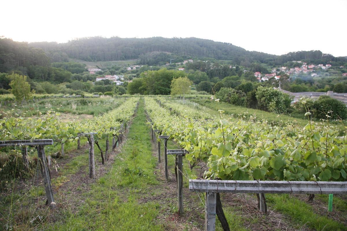 El viñedo en San Martiño.