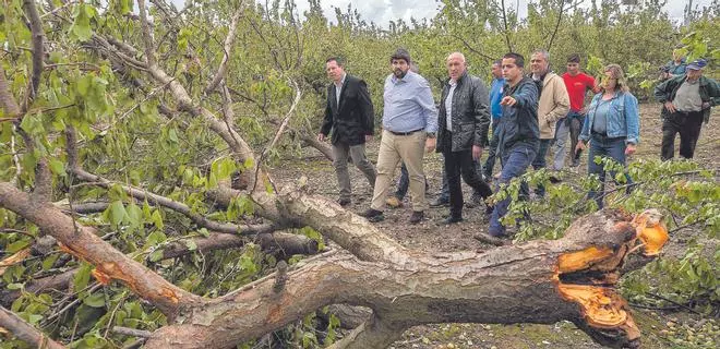 El temporal se ceba con las cosechas de albaricoqueros, almendros y olivos en la Región