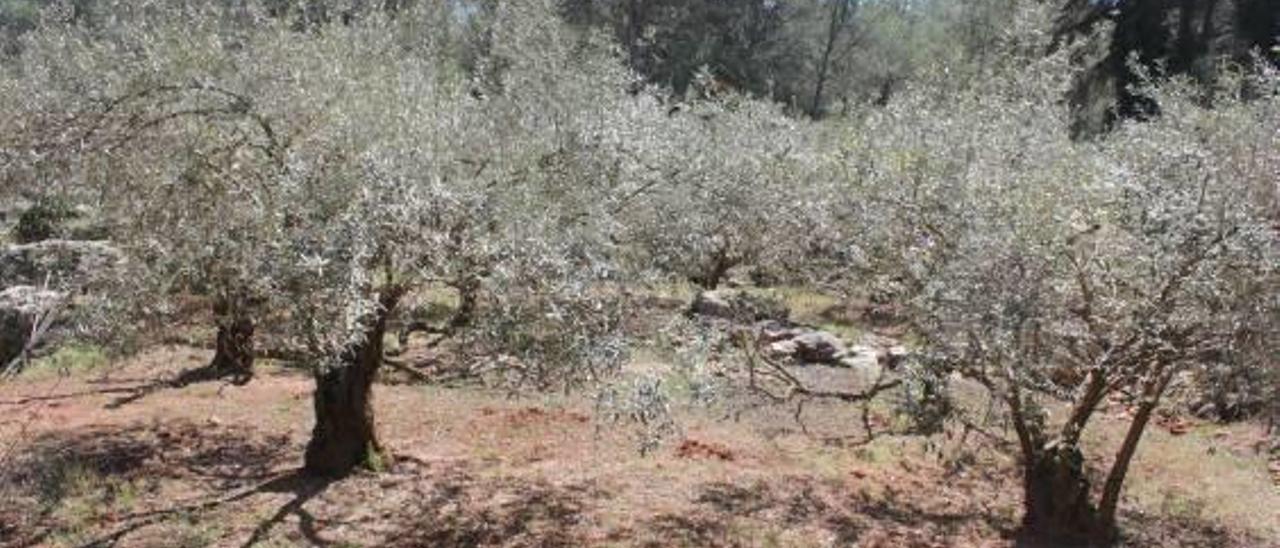 El área de protección de la Xylella no impone medidas a Oliva y Villalonga