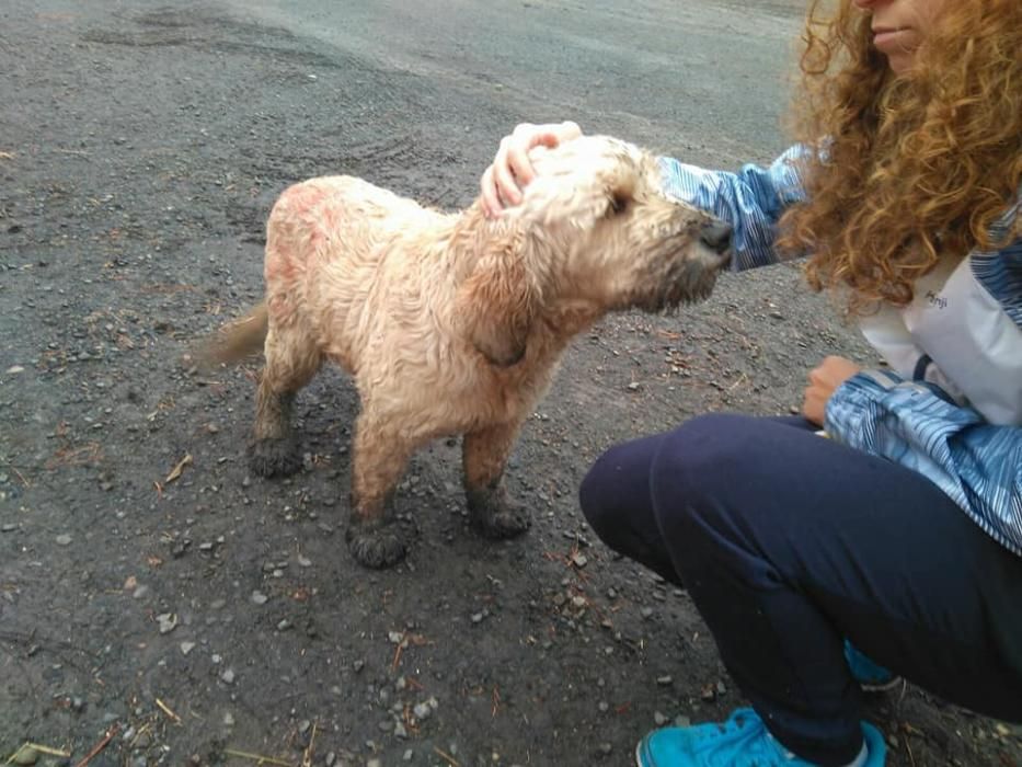 Incendio en Gran Canaria | Los veterinarios se ofrecen a ayudar a los animales afectados por el incendio