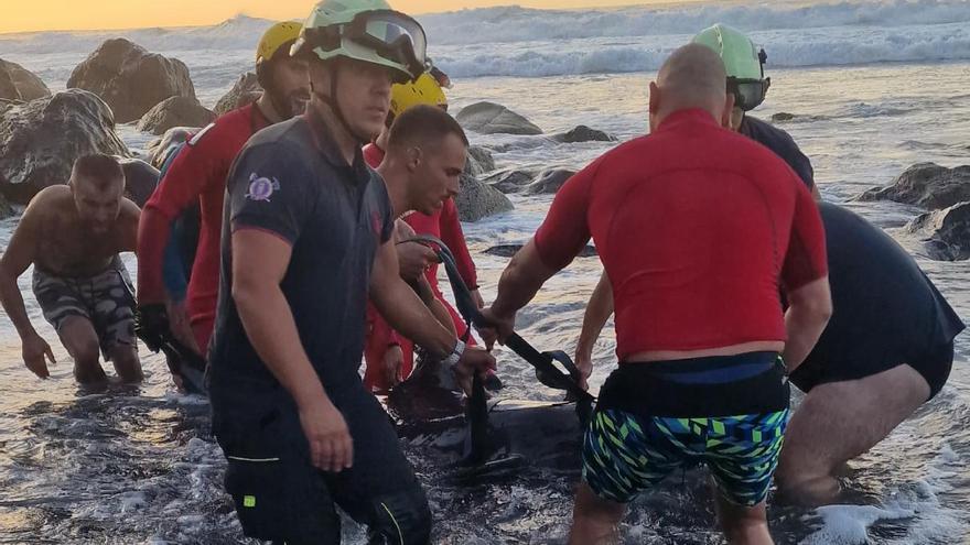 Rescatan a dos delfines varados en la playa de El Socorro, en Los Realejos