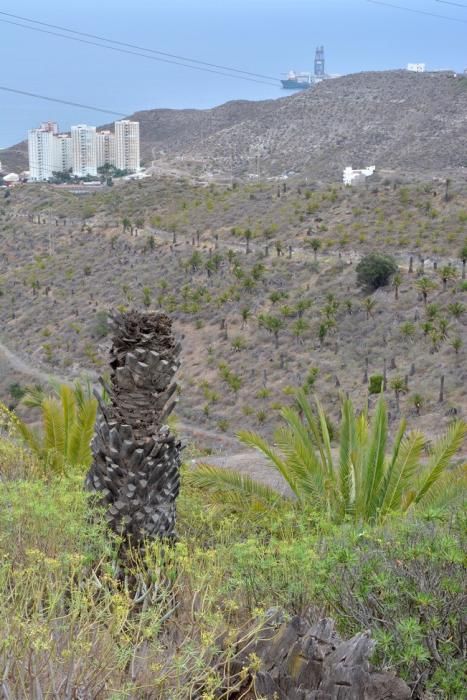 PALMERAL ENFERMO EN EL LAZO Y EL FONDILLO