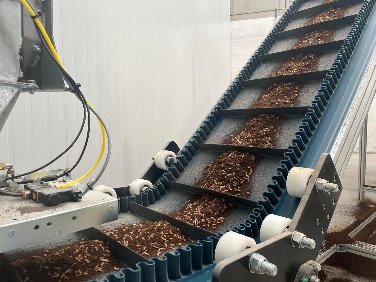 Las larvas tras 11 días de engorde en una de las líneas de la fábrica de Dapibus