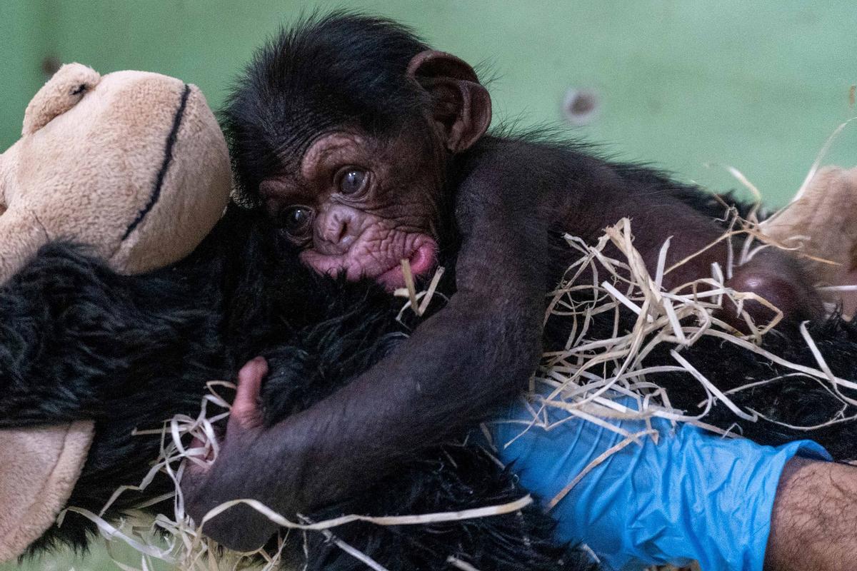 El pequeño Ekon recién nacido en febrero de 2025