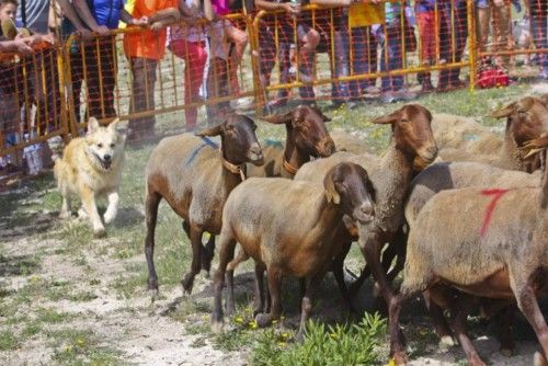 La Valleta de Agres ha sido un año más el escenario del Concurs de Gossos de Ramat