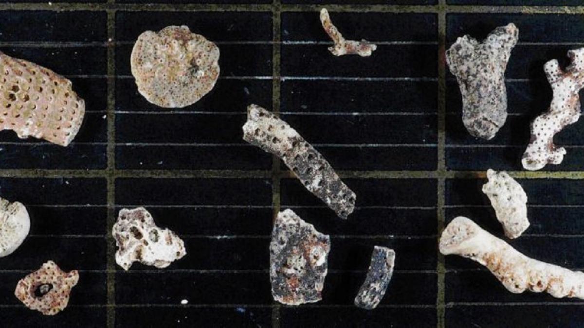 Fragmentos de briozoos descubiertos en el fondo marino antártico.