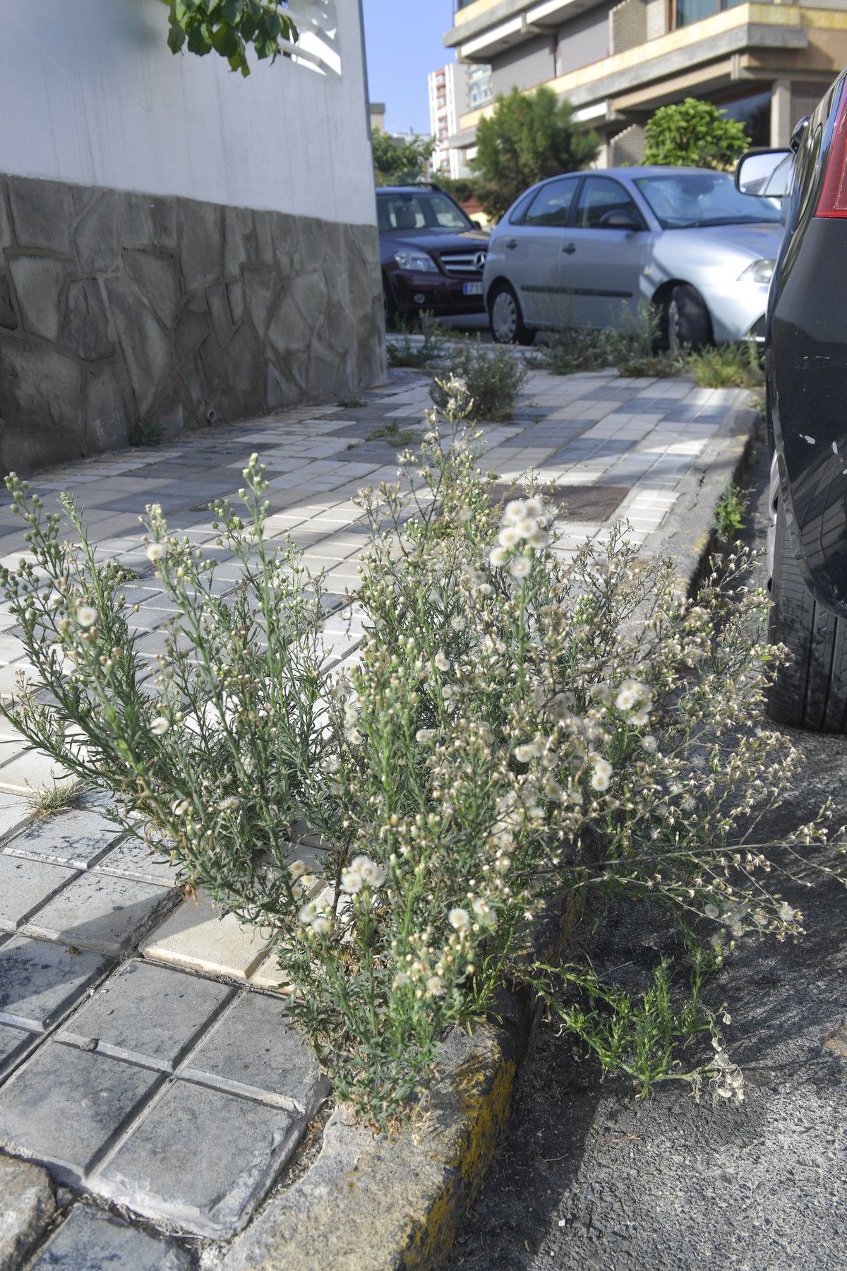 Hierbas en aceras de las calles de Escaleritas