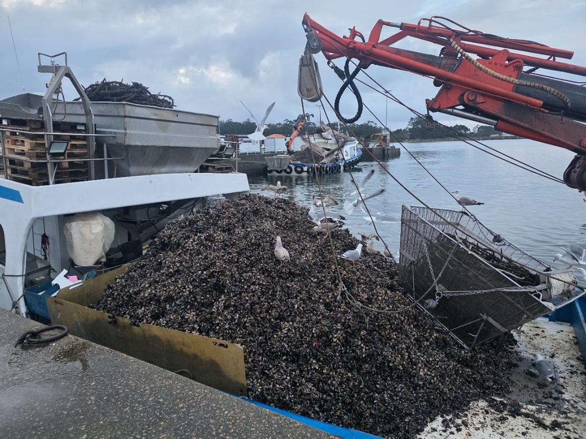 Una barcada de mejillón de Meloxo (O Grove) descargada en Vilanova, esta mañana.