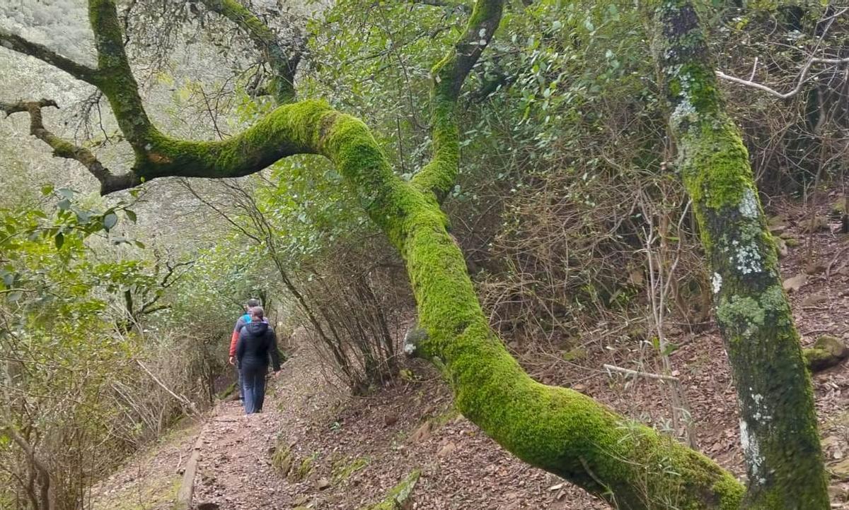 Plasencia se adelanta a la feria ornitológica de Monfragüe: toda la programación de ArteFIO.