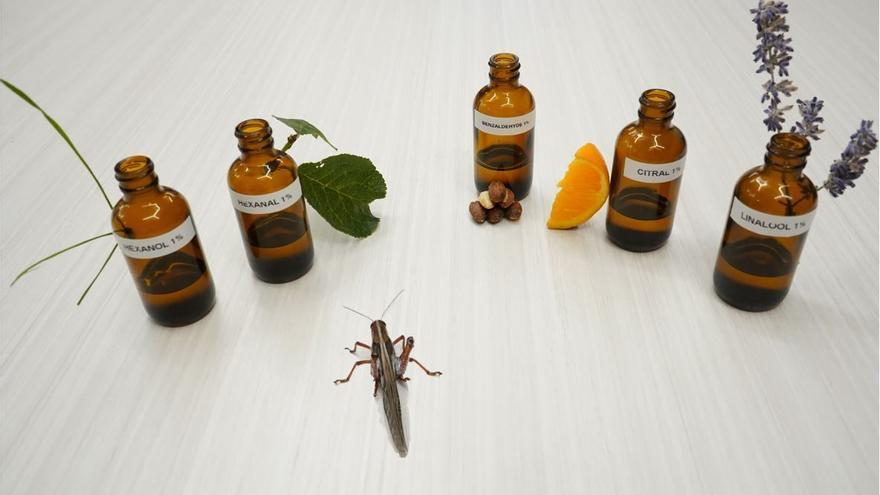 Los buenos y malos olores están en el cerebro de los insectos