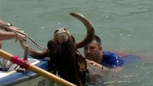 Un toro muere ahogado en los bous a la mar de Denia