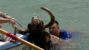 Vídeo | Un toro mor ofegat en els bous a la mar de Dénia