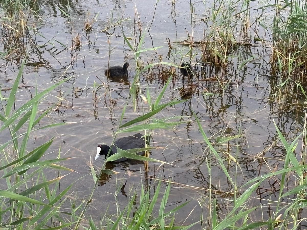 El parque natural de El Hondo presentaba hoy una estampa primaveral llena de vida con aves muy cerca de las pasarelas y polluelos recién nacidos comenzando a alimentarse en las charcas