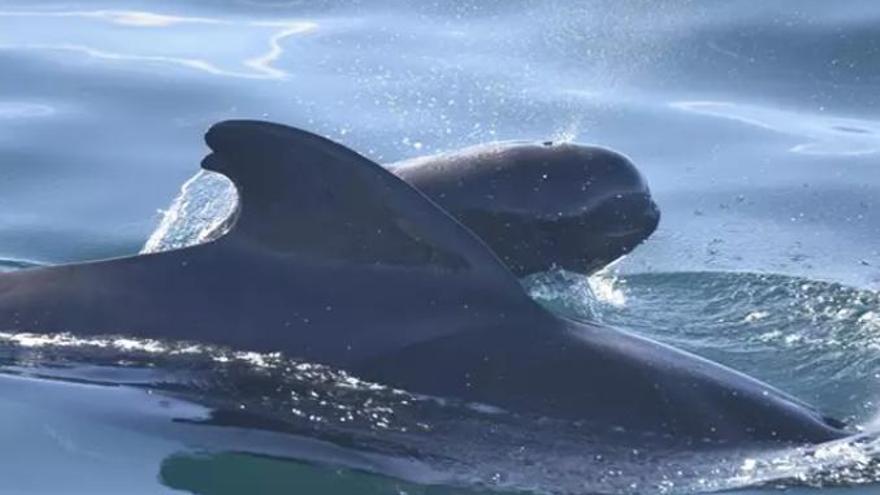 Detecten que part de la massa dels mamífers marins ara és plàstic