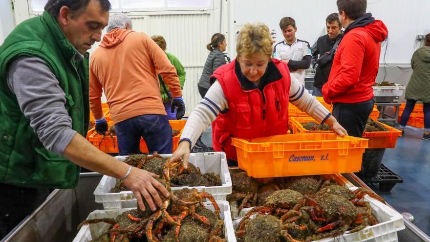 Subasta de centollo en la lonja de O Grove. |   //  IÑAKI ABELLA