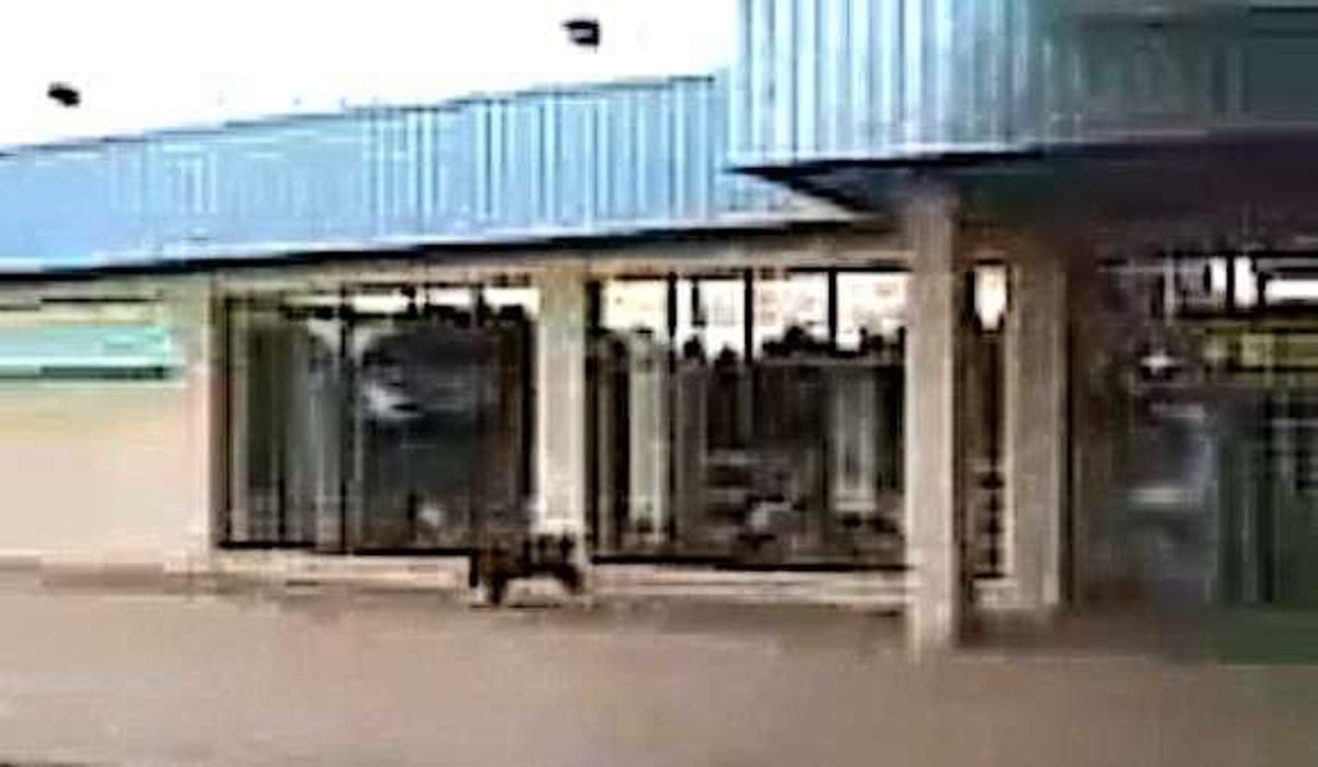 Los jabalíes, a sus anchas en el aeropuerto