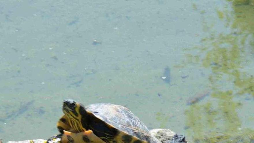 Una de las nuevas tortugas del parque Ballina.