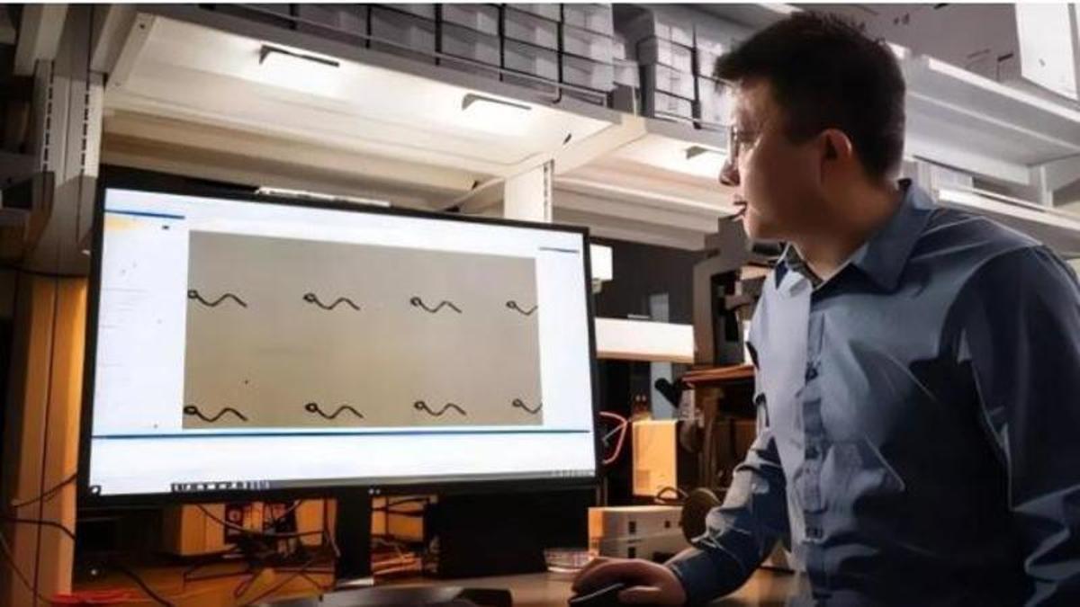 Un investigador demostra la forma i el moviment dels microrobots mèdics TriMag, que podrien ajudar a tractar tumors cancerosos, administrar medicaments als ulls i permetre cirurgies cerebrals, entre altres procediments
