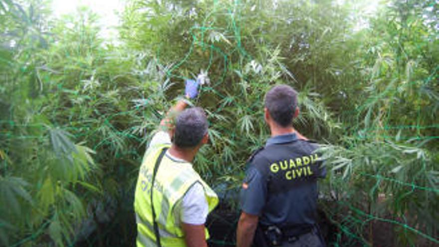 Plantas de marihana halladas por los agentes de la Guardia Civil en este laboratorio de Portas.