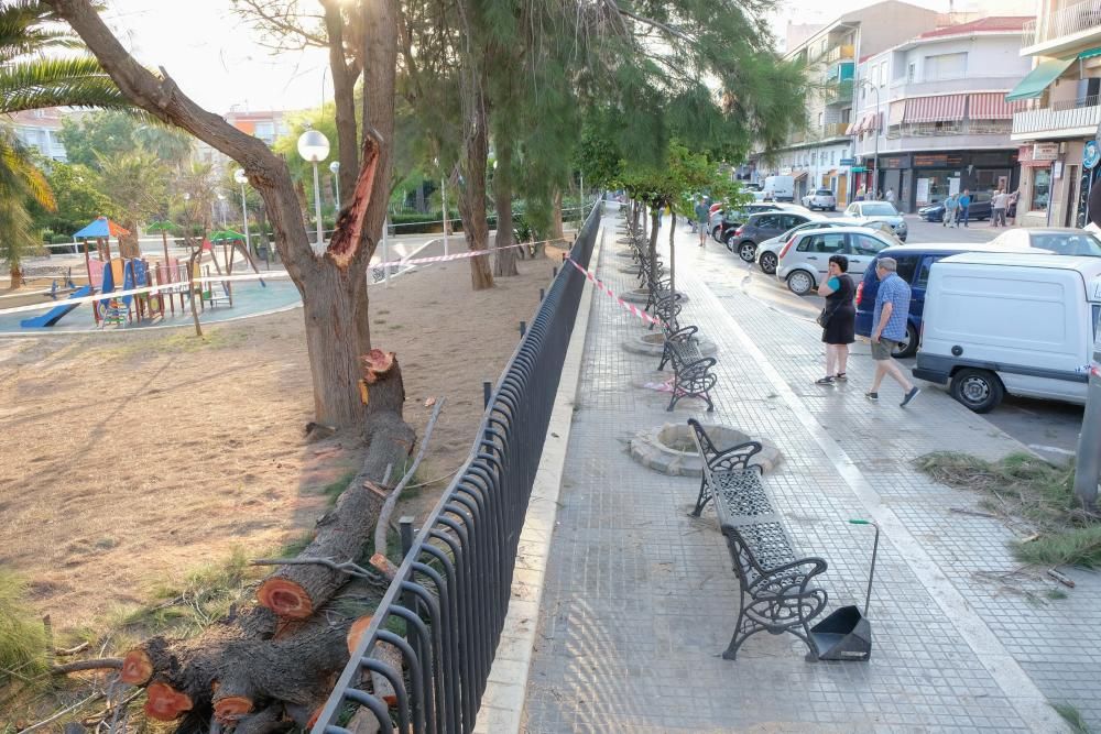 Cinco personas resultan heridas por la caída de la rama de un árbol en Elda