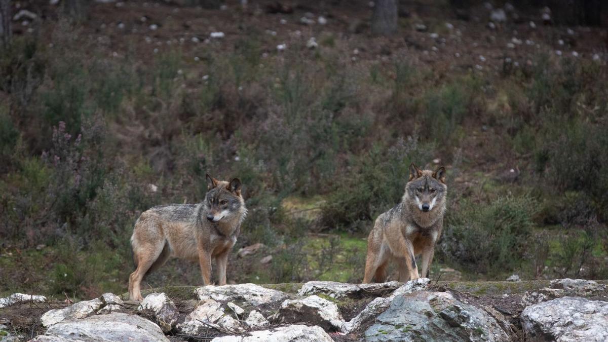 Dos ejemplares de lobo ibérico en semicautividad en Robledo. | Emilio Fraile