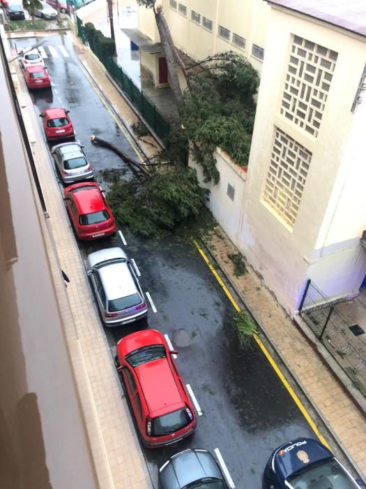 Caída de un árbol junto al colegio Amadei Tortajada de Mislata.