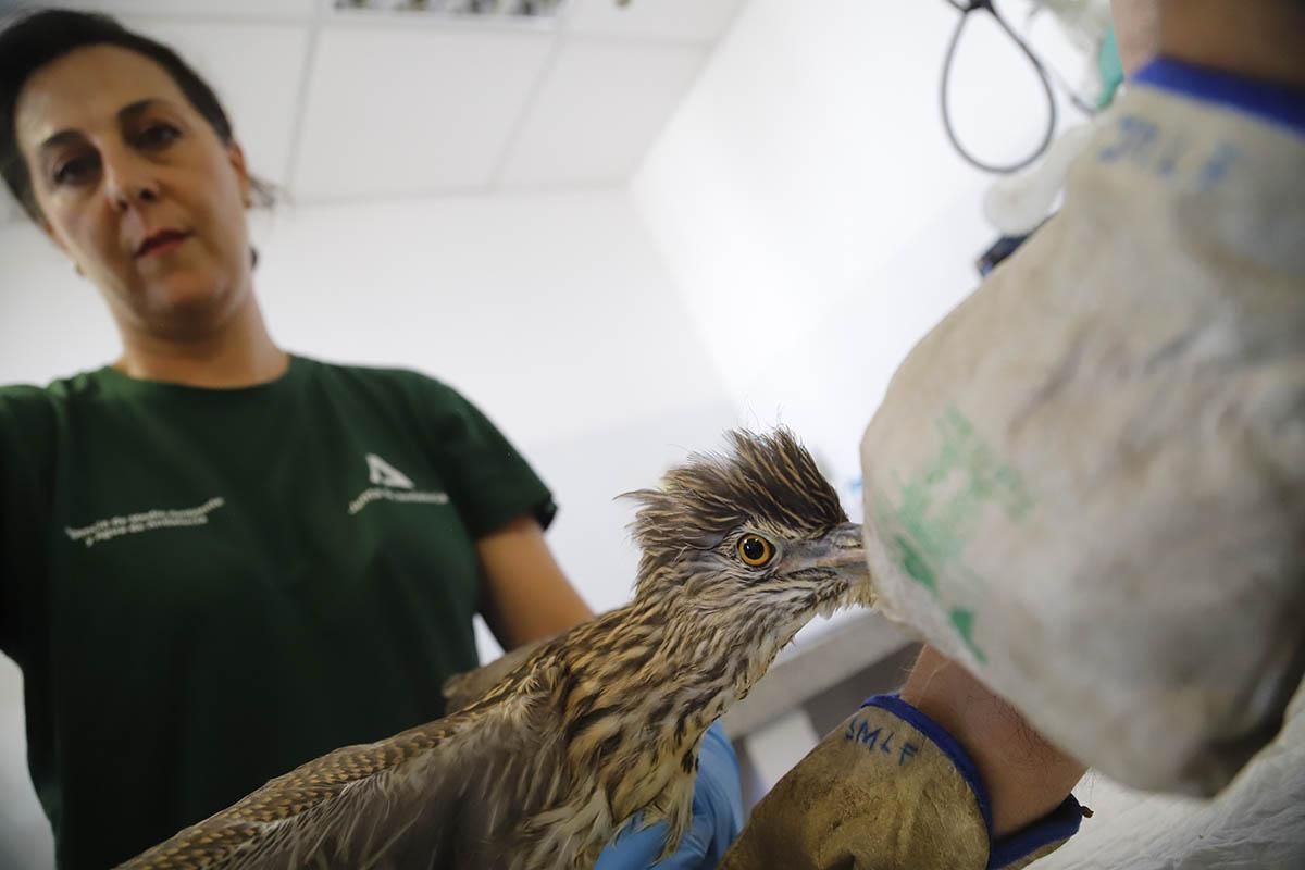 El Centro de recuperación de especies amenazadas de Córdoba, en imágenes