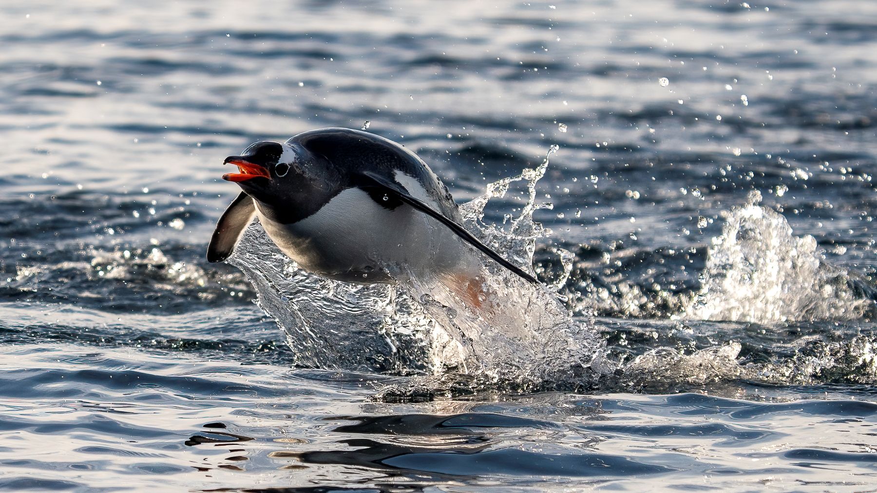 En la primavera austal las conlonias animales despiertan tras el largo invierno
