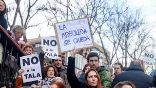 Los vecinos de Madrid intentan frenar talas en la 'Ciudad Arbórea del Mundo' 2025