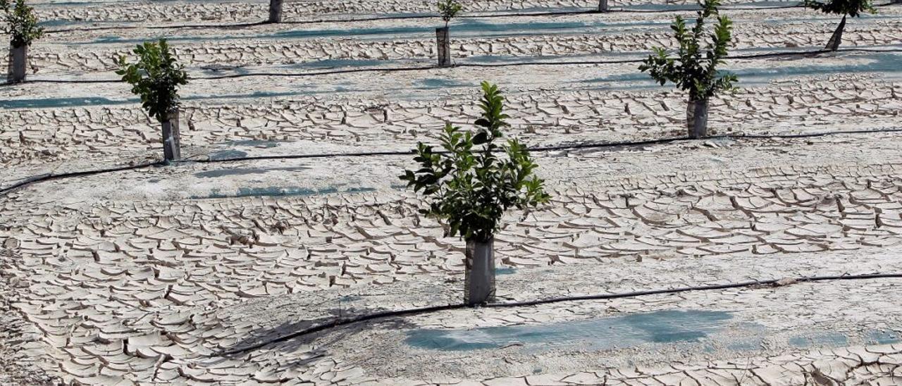 Sequía en Orihuela (Alicante)