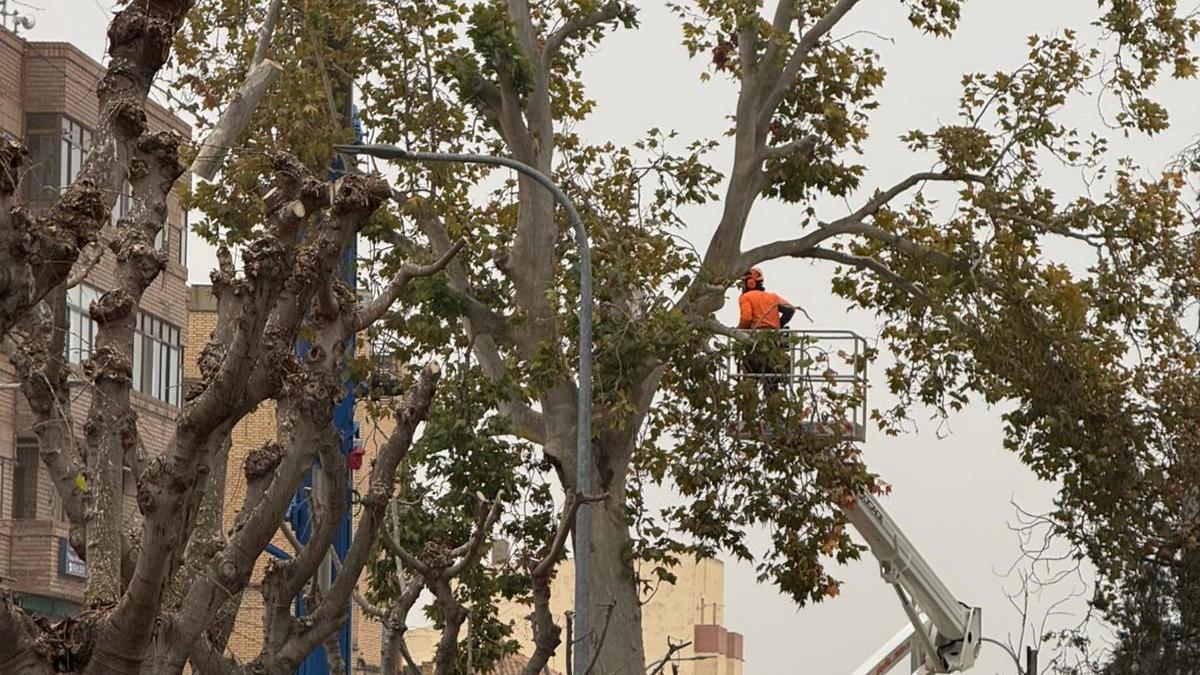 Momento de la tala del platanero de la avenida Zaragoza de Alagón.