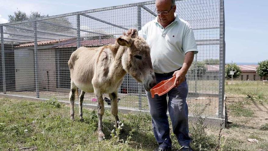 El director del CEE de Panxón, Rafael Lores, da de comer a &quot;Margarita&quot; en la finca del centro. // Jose Lores