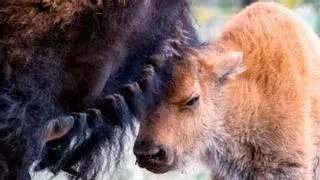 El bisonte americano vuelve a Sonora: nacen las primeras crías tras 200 años