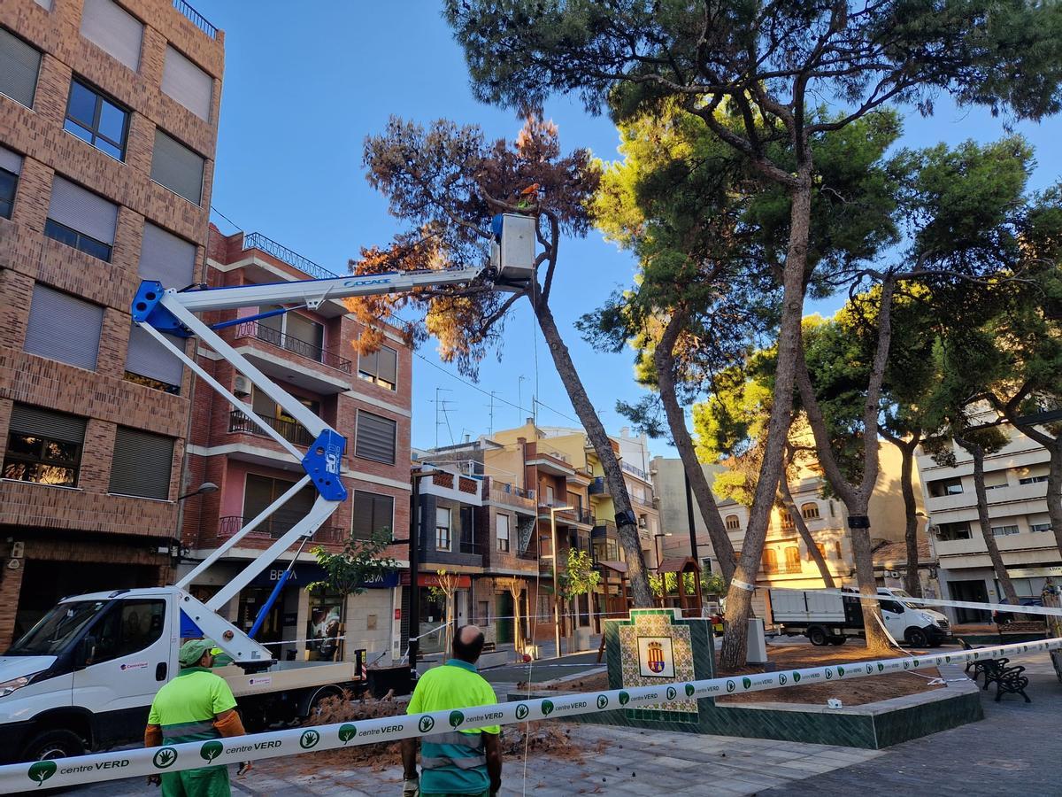 Albal tala un pino centenario enla Plaza El Jardí.