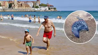De oriente a occidente: las carabelas portuguesas afectan ya a playas de 14 concejos asturianos