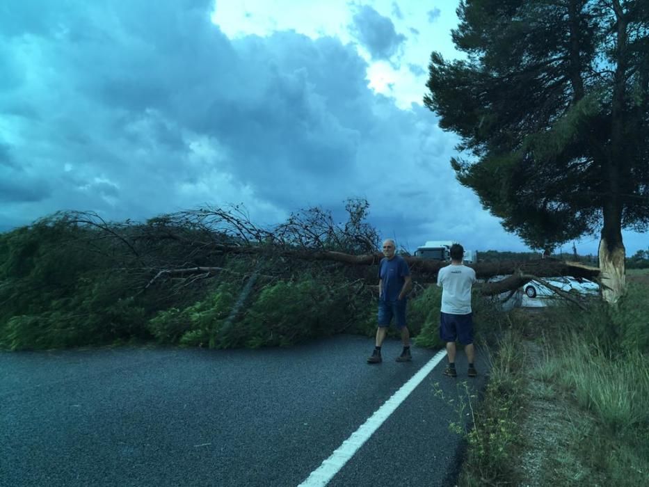 Árbol caído en la carretera entre Manacor y Sant Llorenç.
