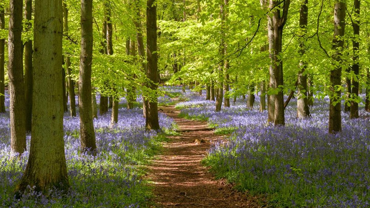 Los bosques más espectaculares de España.