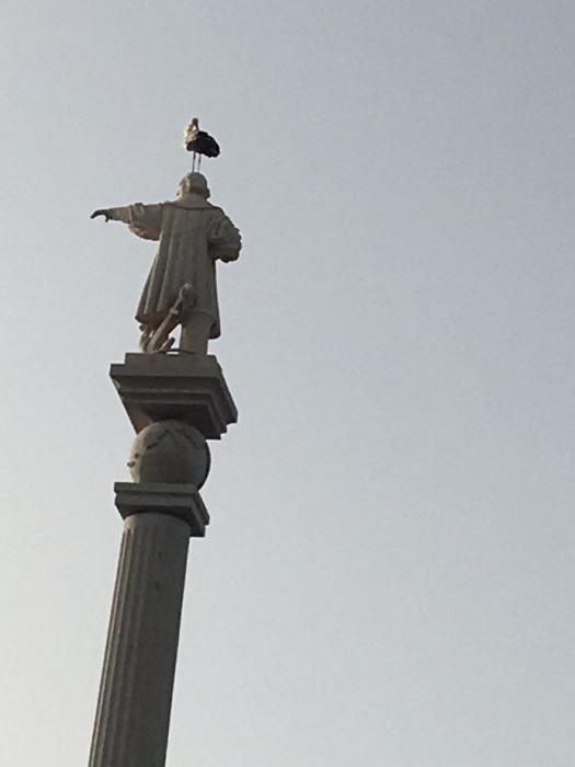 Una cigüeña 'veranea' en la estatua de Colón en Maspalomas