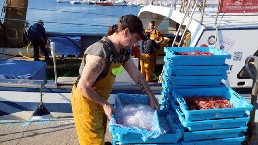 Pescadors descarregant gamba a Palamós.