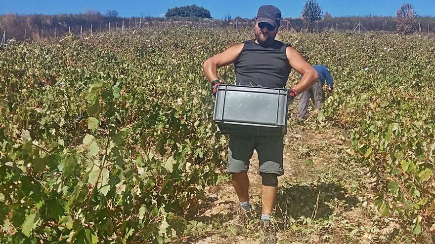 Cargando una caja llena de fruto. | P. S. 