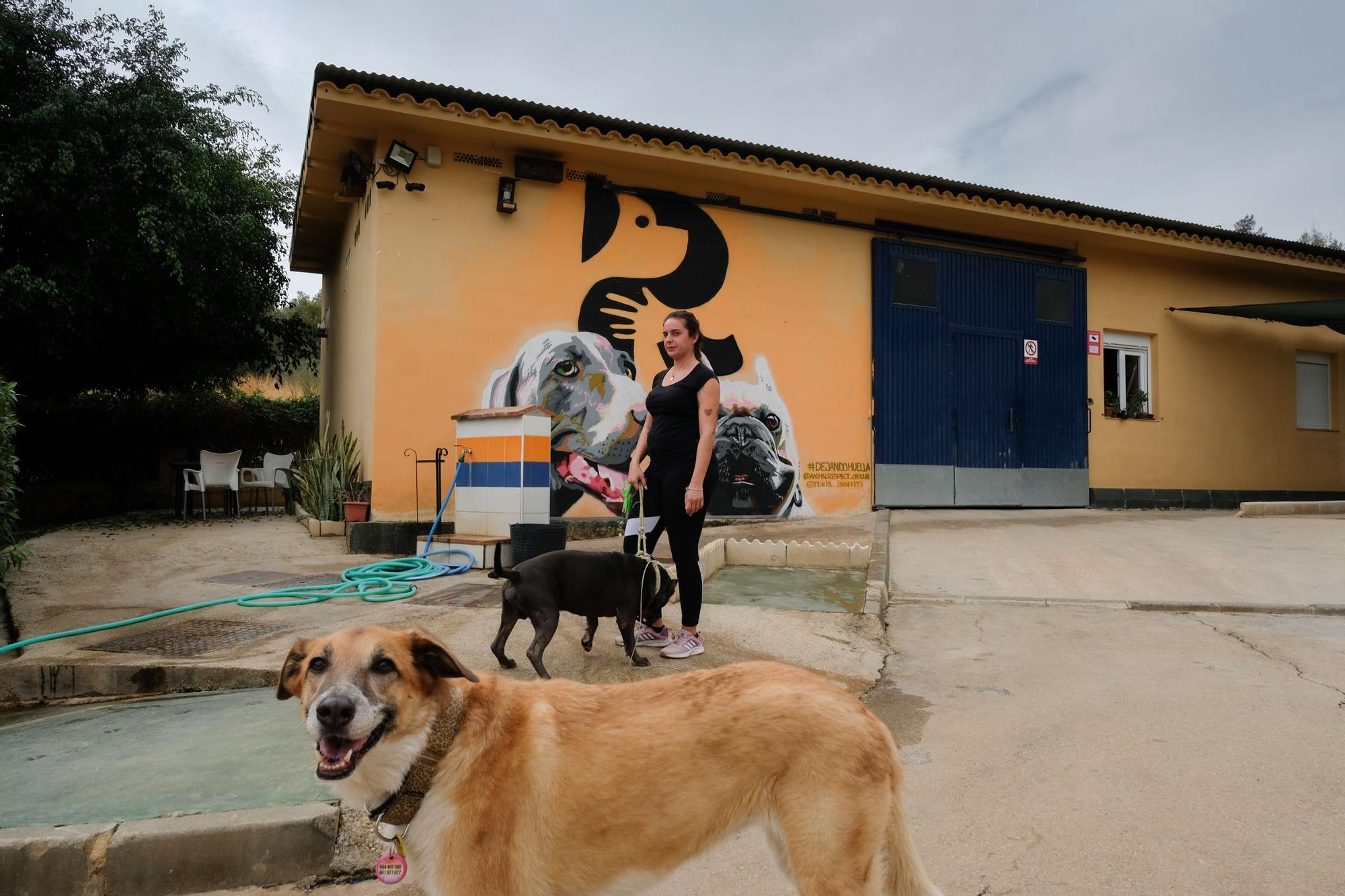 La Protectora de Animales de Málaga, a finales de octubre