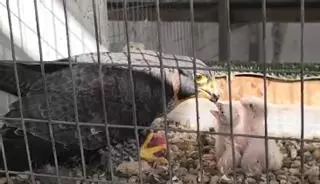 El tierno momento en el que una madre halcón alimenta a sus crías en Córdoba: pronto vendrán a Murcia