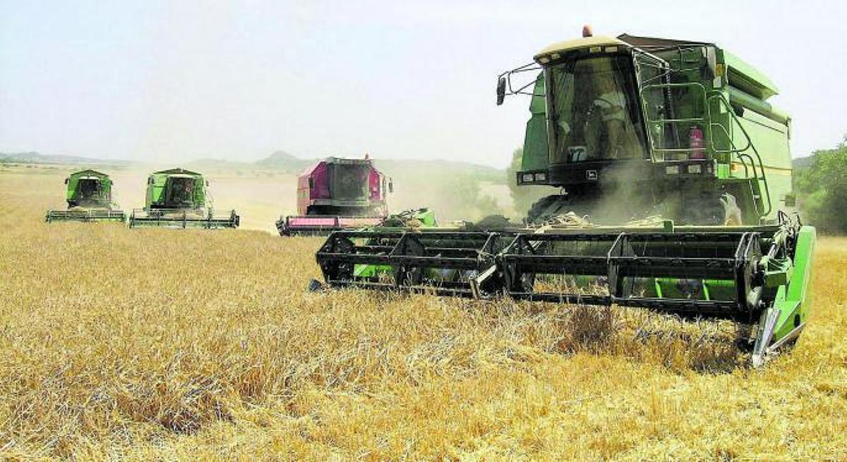 Die Hitze macht den Landwirten auf Mallorca zu schaffen. Die Ernte fällt deutlich weniger üppig aus.  | ARCHIVFOTO: TOMEU OBRADOR