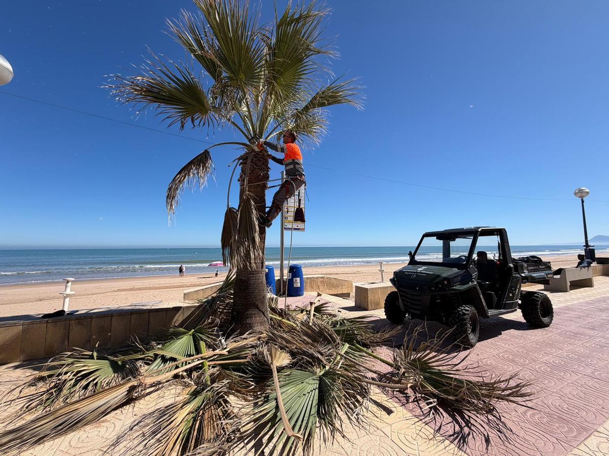 Poda de palmeras en la playa de Miramar.